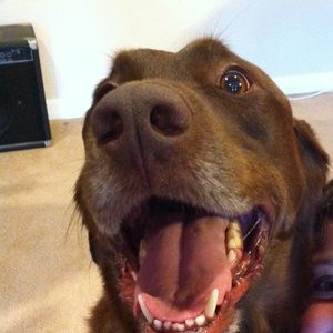 Meet your Posher, Corbett